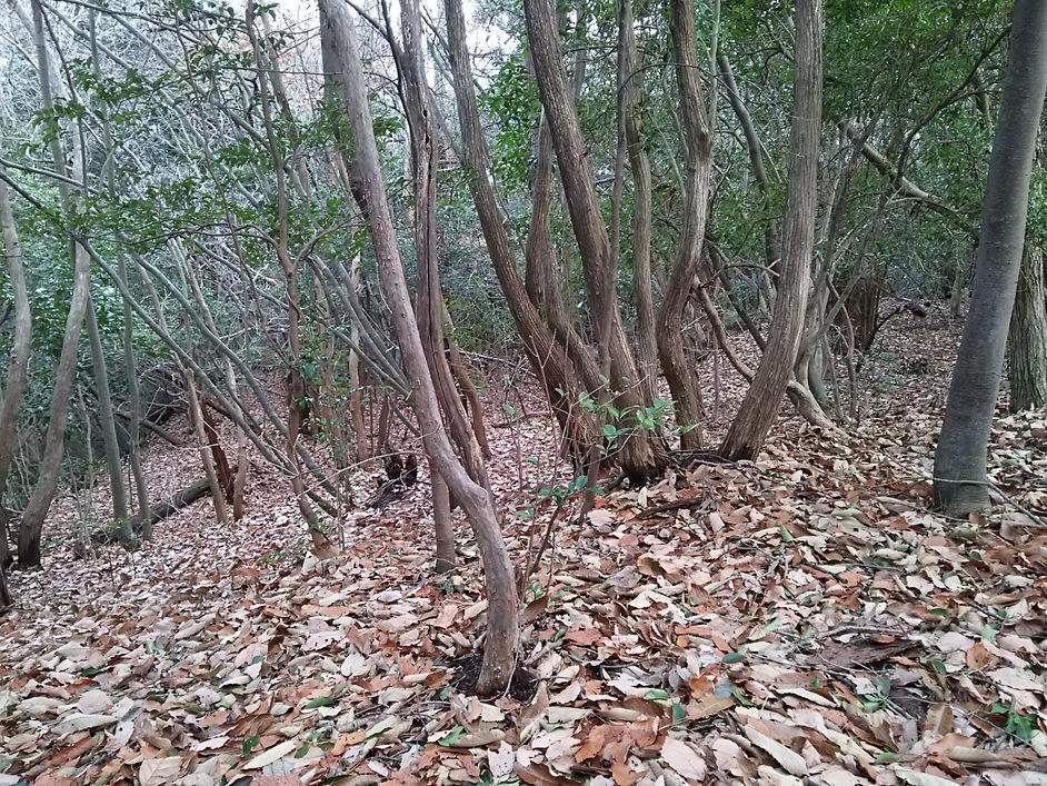 本篠城