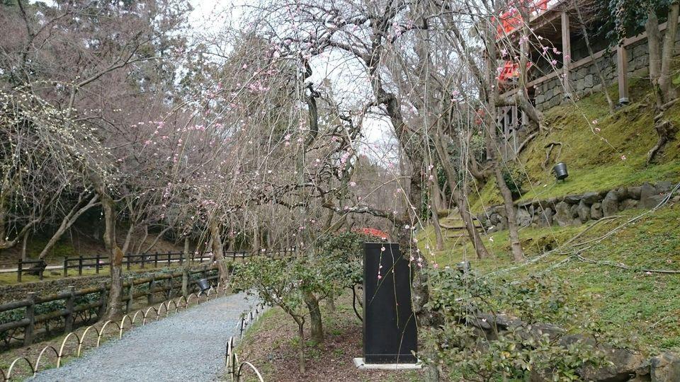 御土居