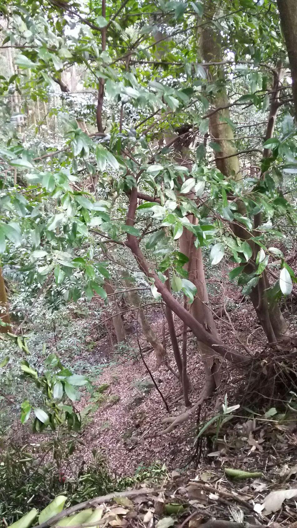 上木城
