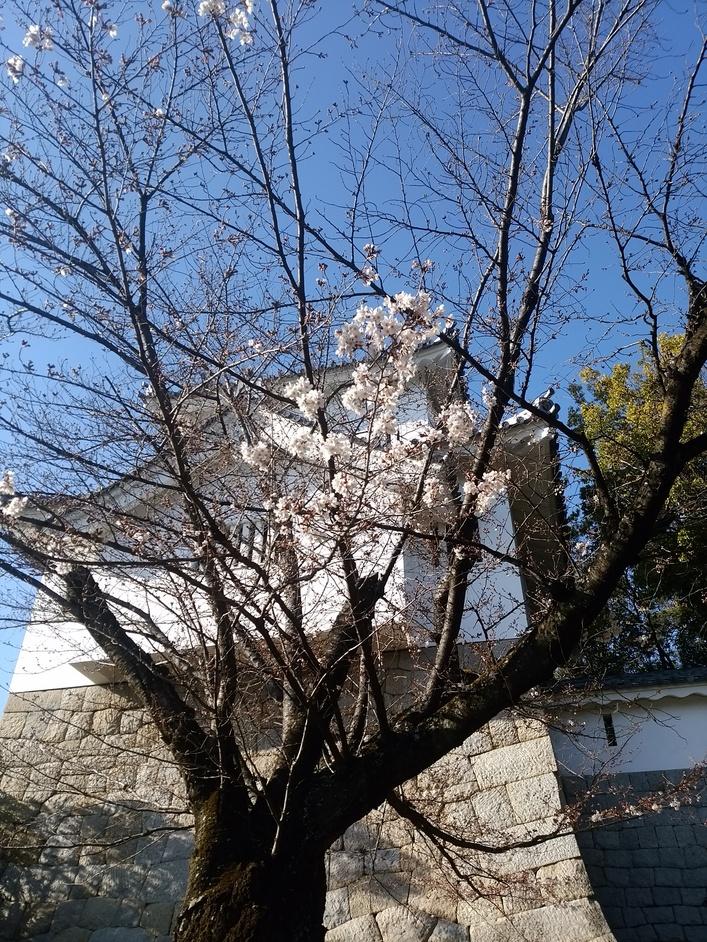 挙母城