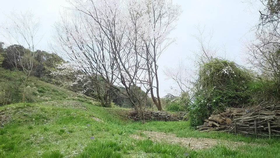 杷木神籠石