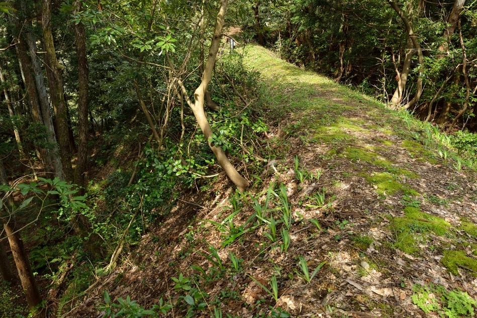 城生城