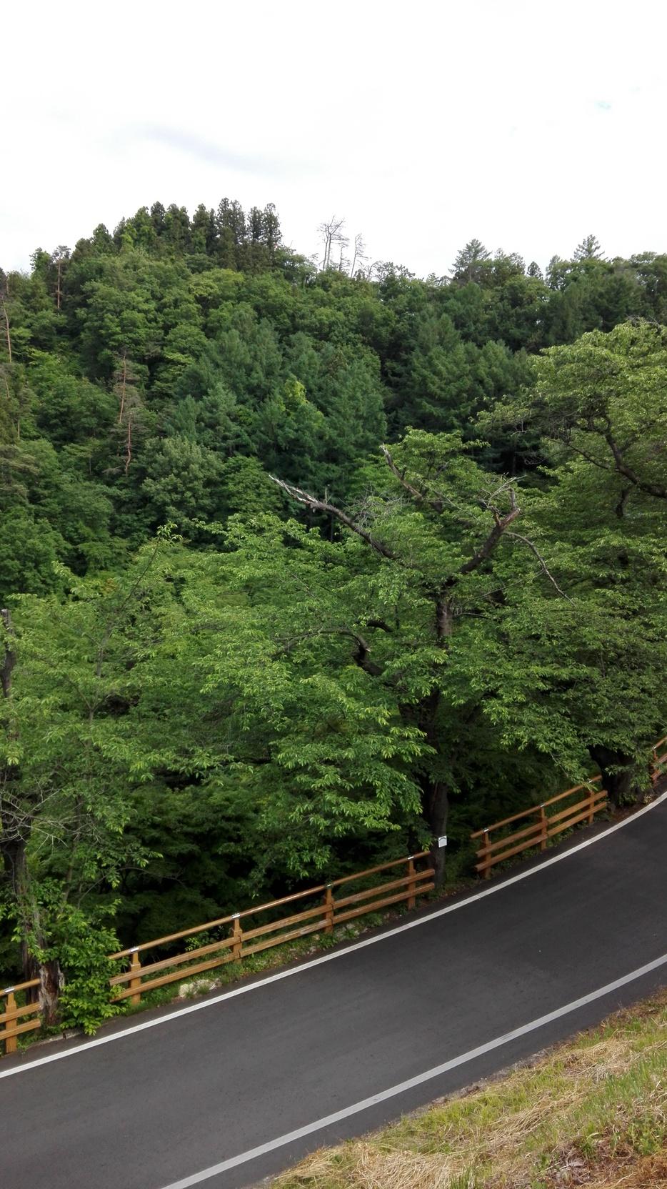 天童城