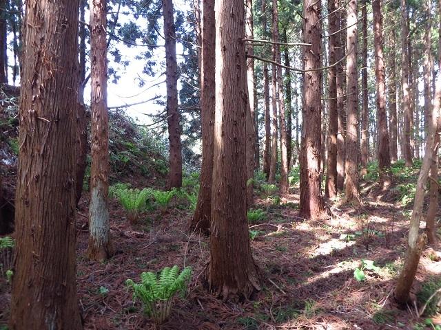 油川城