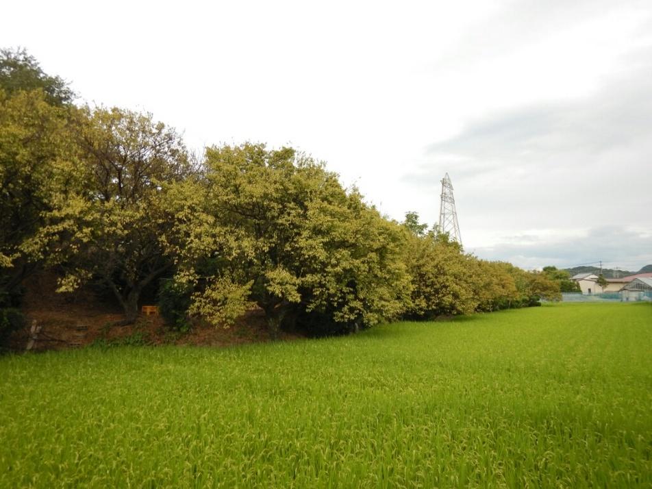 太田城