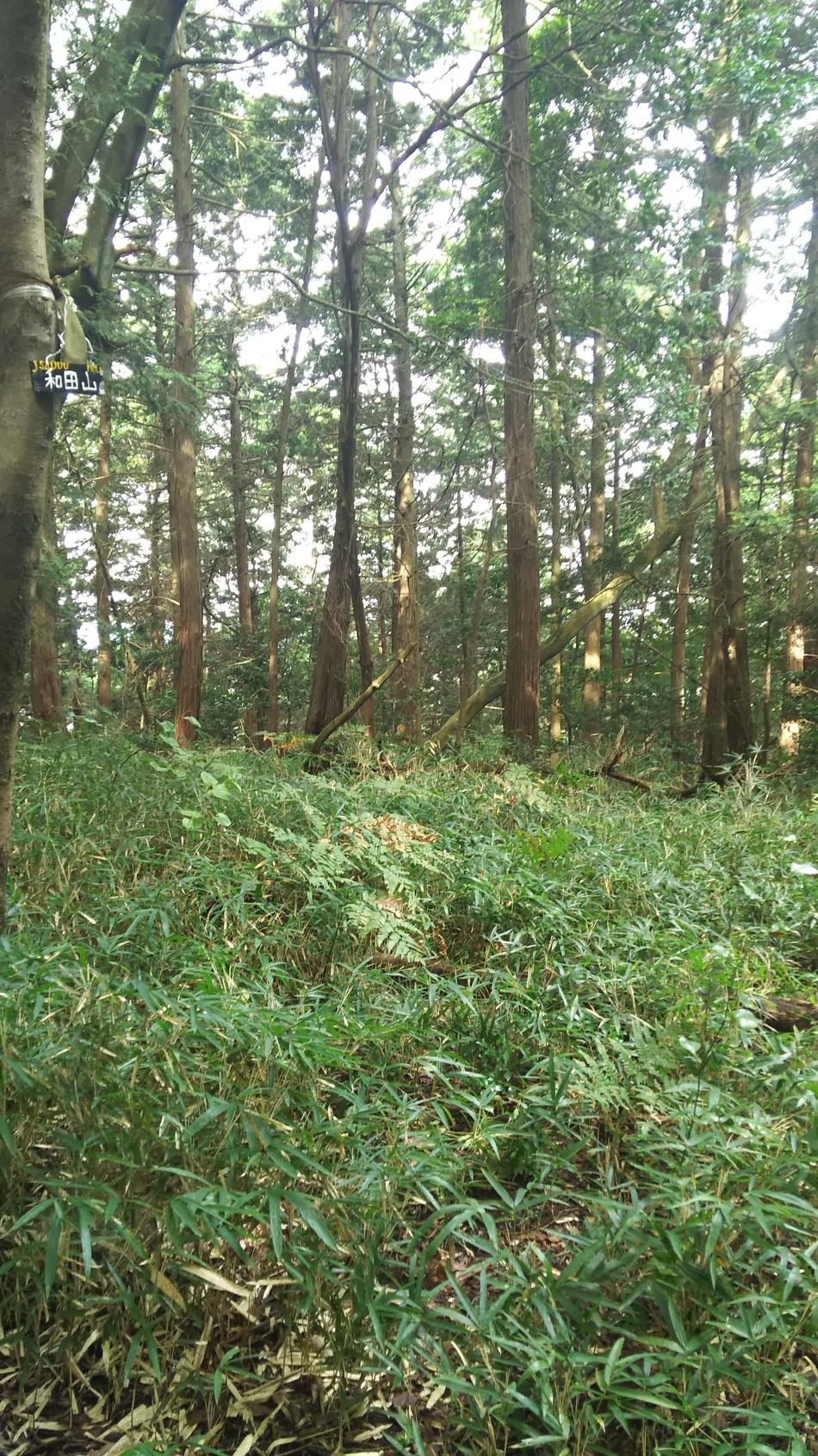 和田山城
