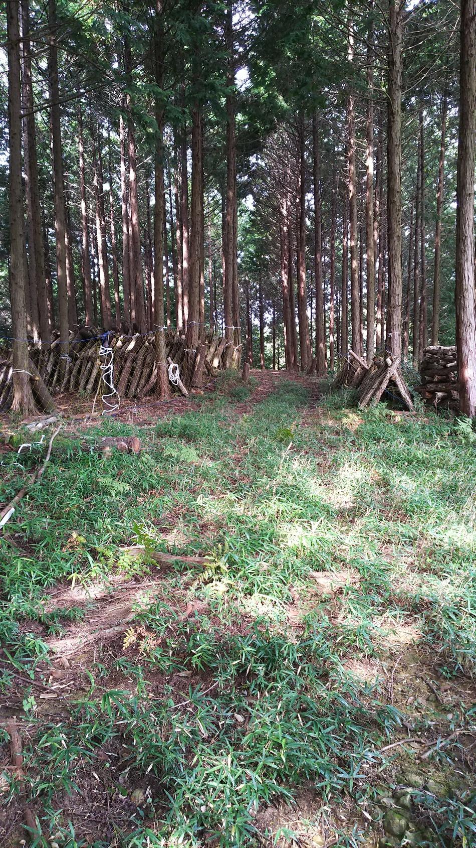 高山城