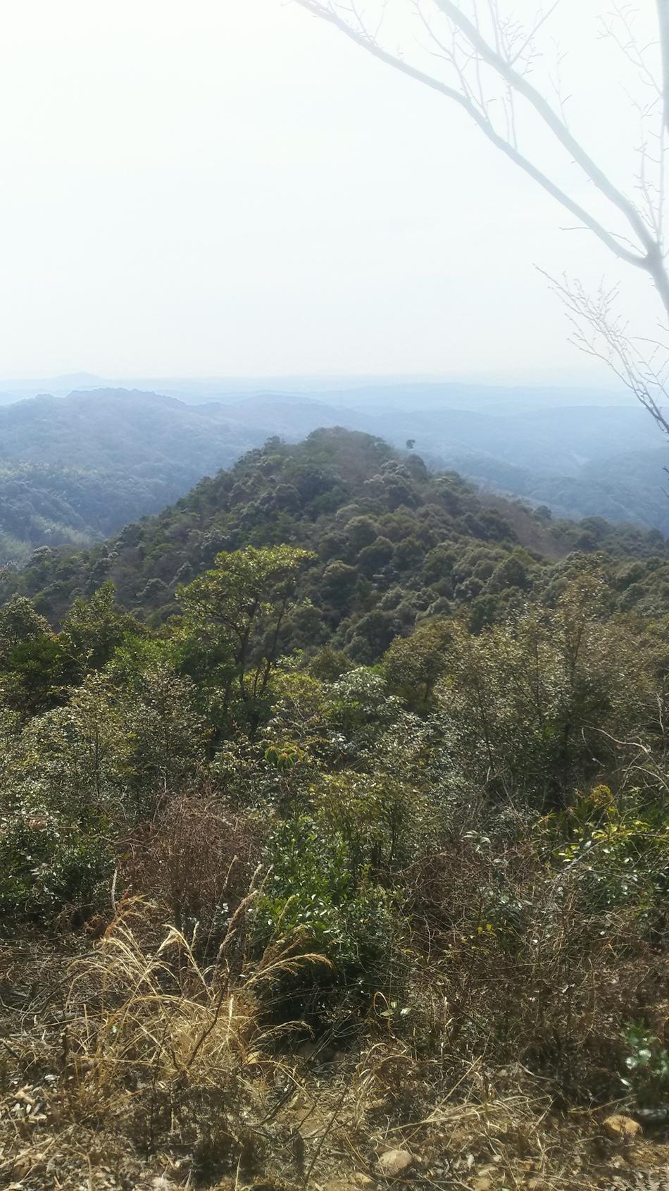 信田ノ丸城