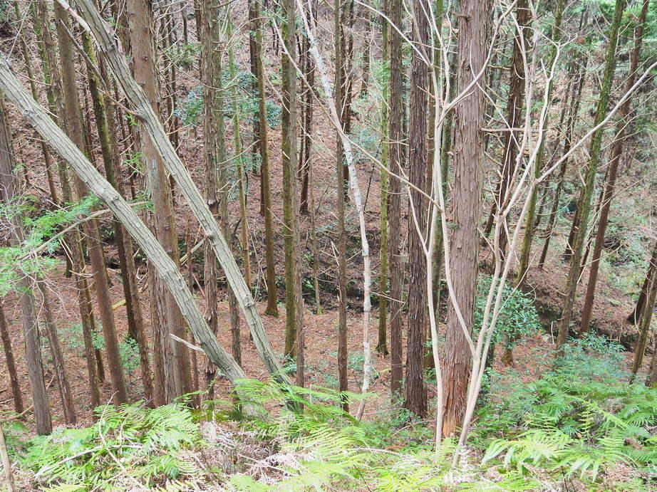 上桜城