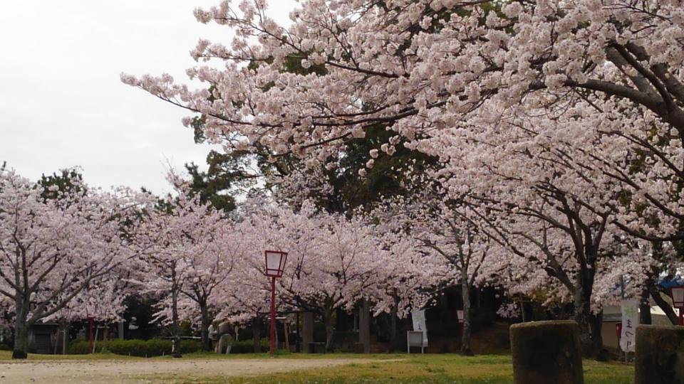 桜井城