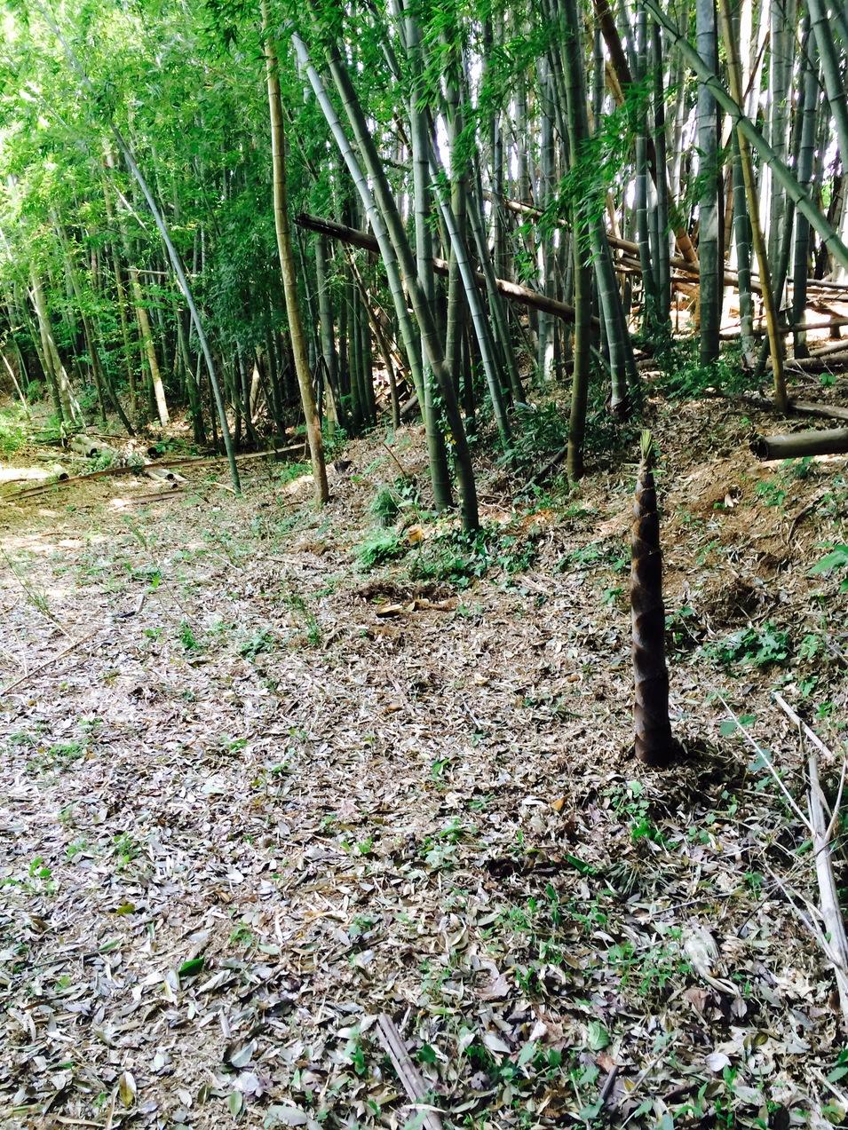 高井城