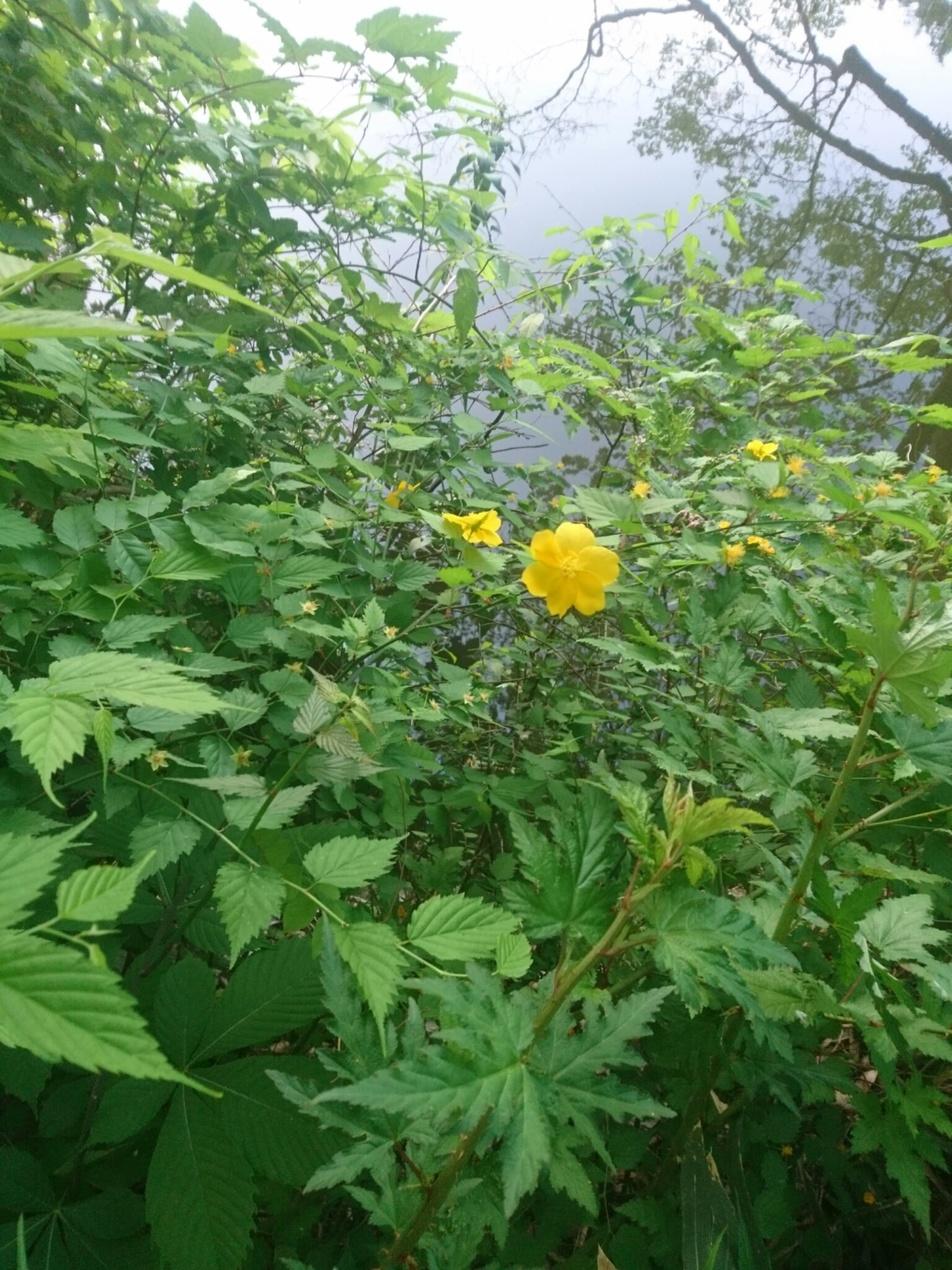 石神井城