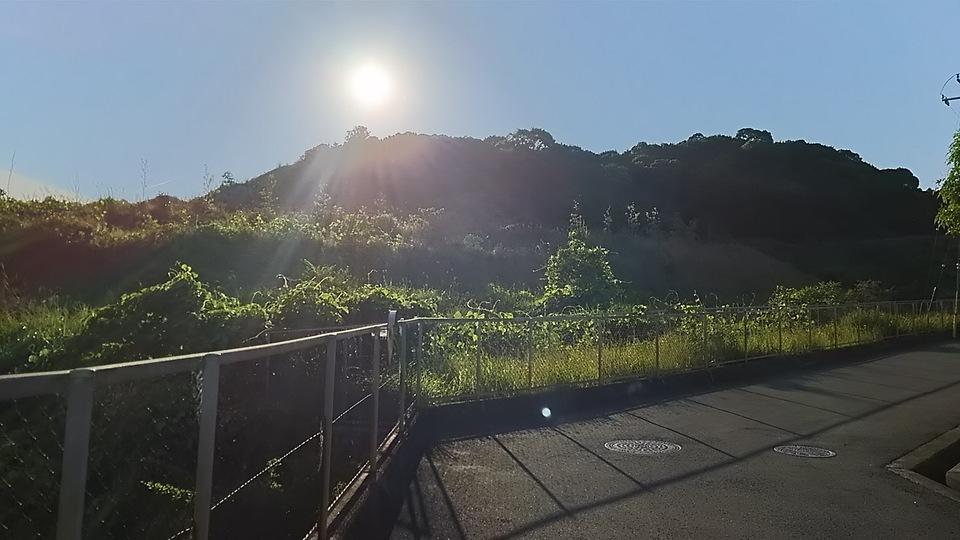 木本城