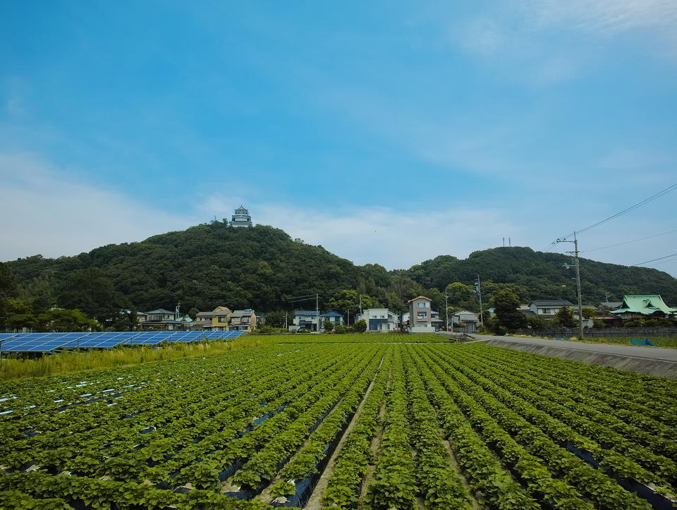 撫養城