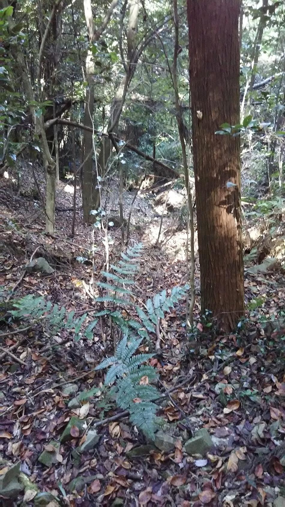 根本城