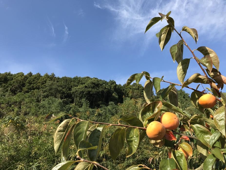 麻底良城