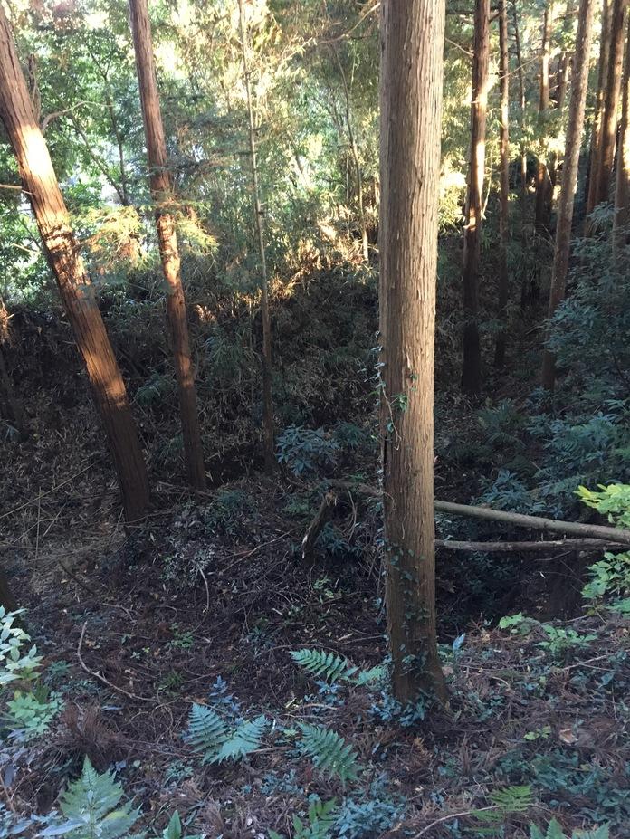 皆川城