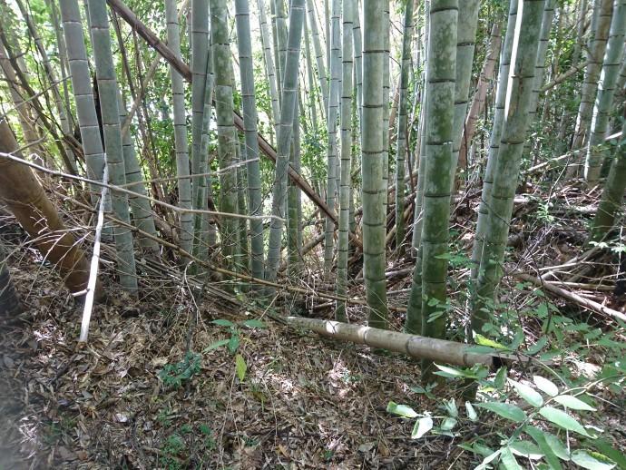 安田城