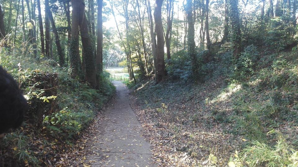 高井城