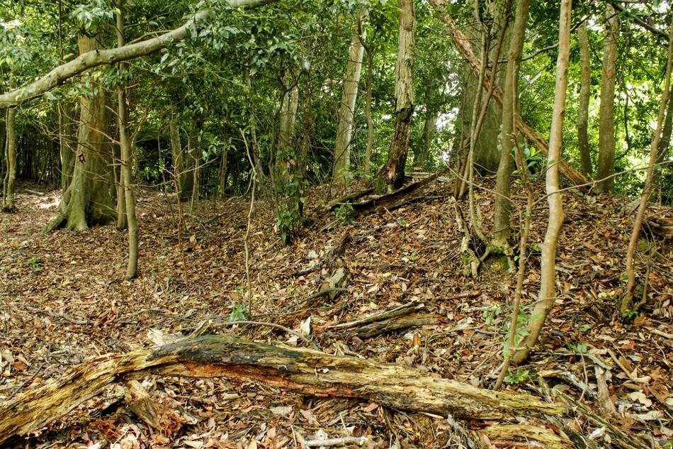 中尾城