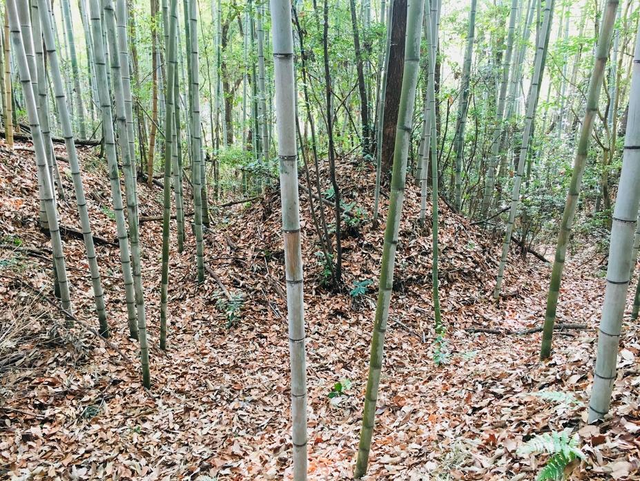 亀山城
