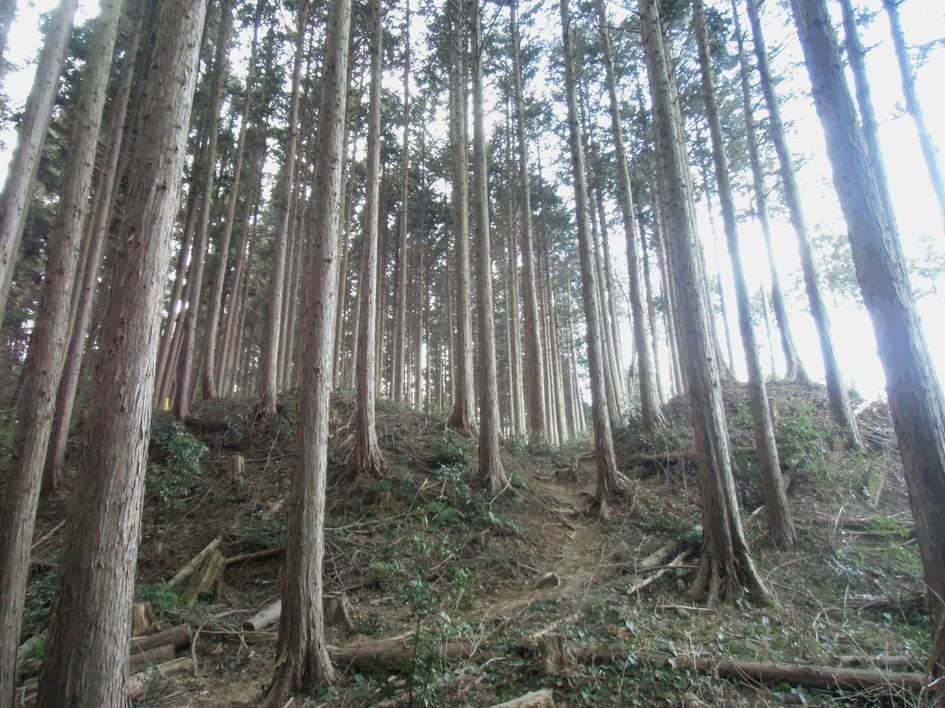 大築城