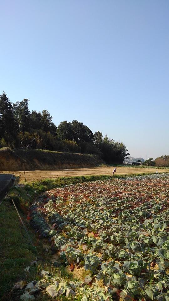 高縄城