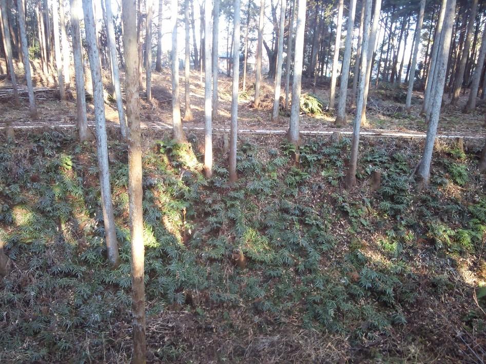 額田城