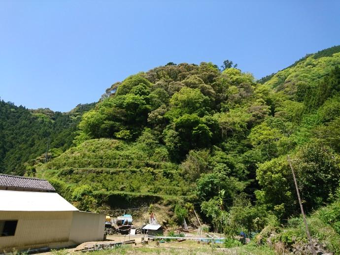 楮谷城