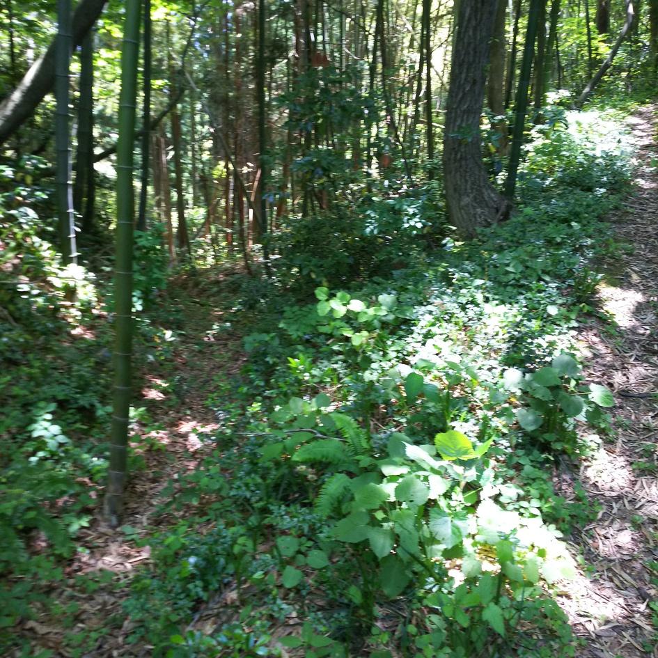 安田城