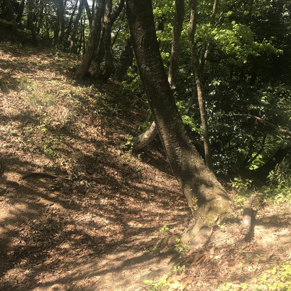 小谷城