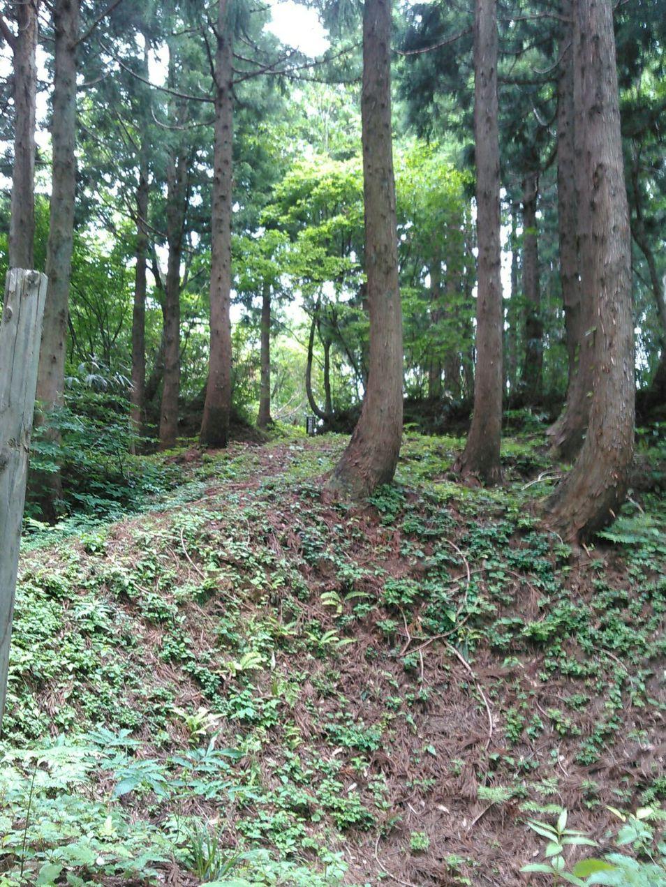 大道城