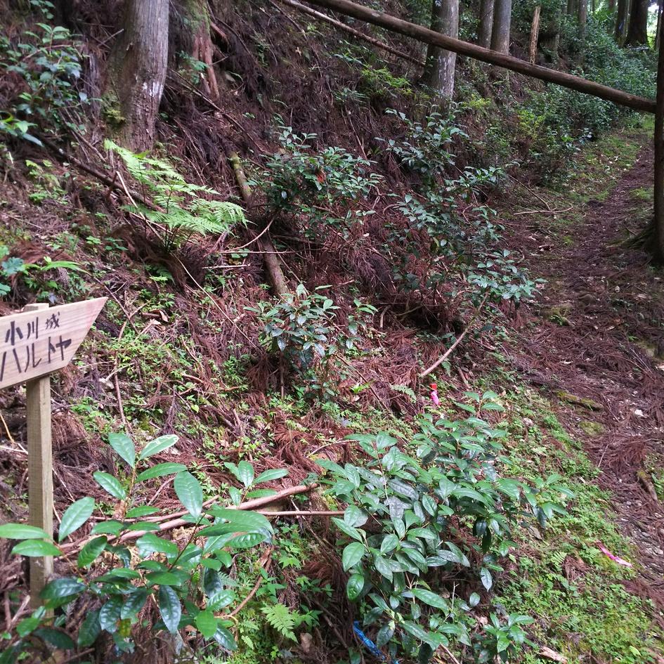 小川城