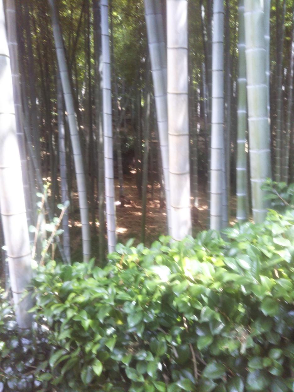 小机城