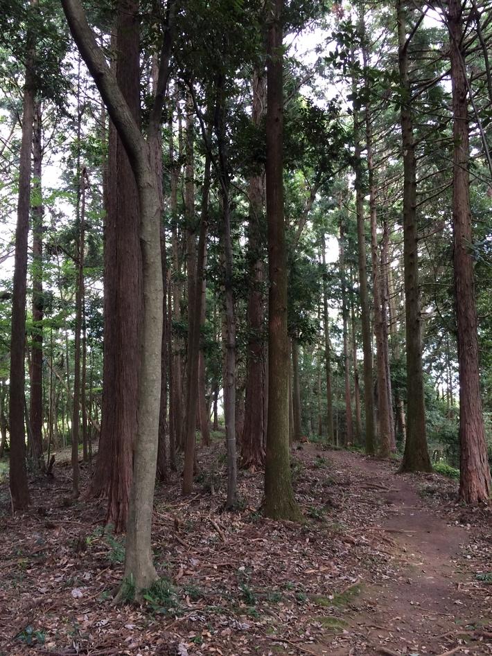 諏訪原城