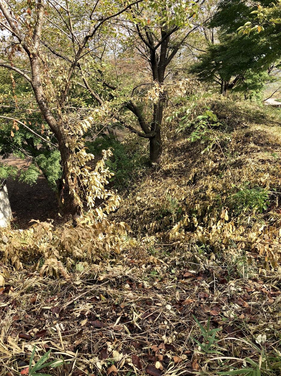 小山城
