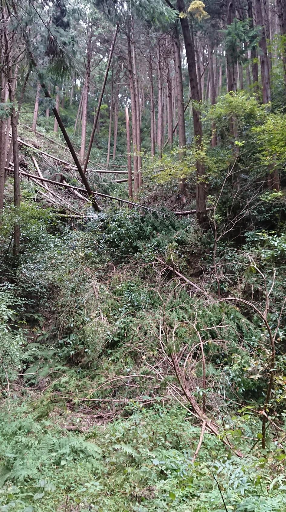 長藪城
