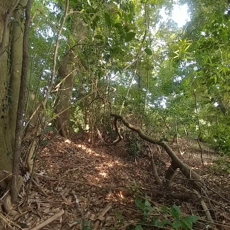 鹿屋城