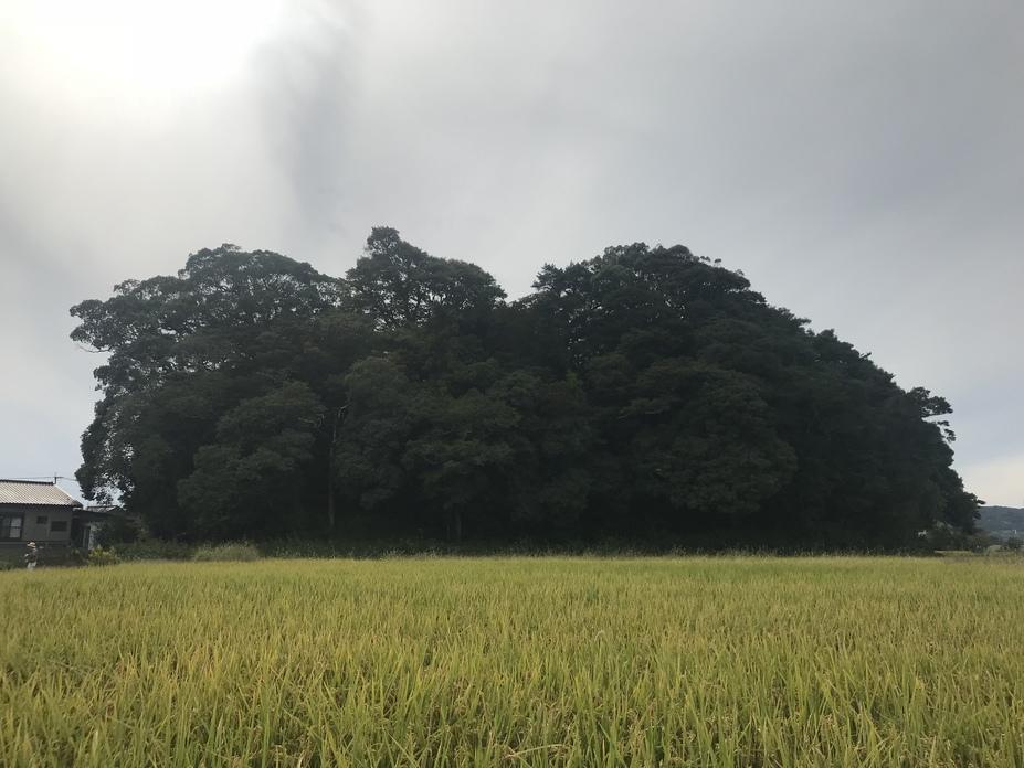 猫城