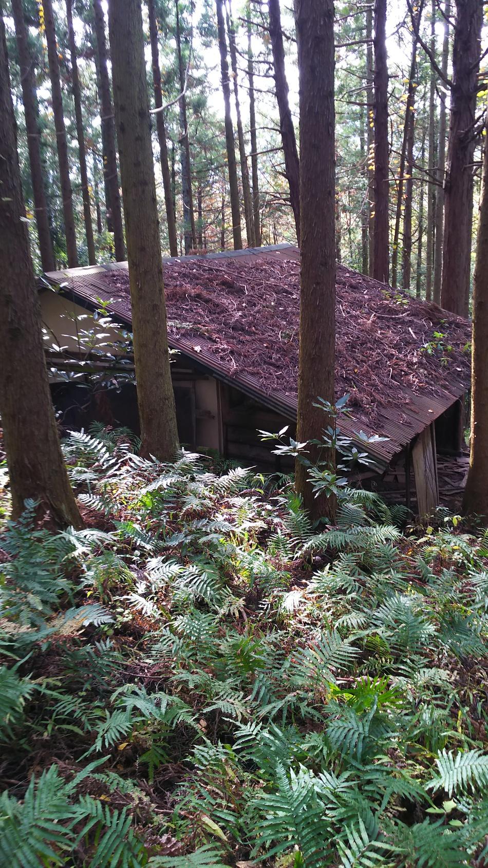 苅野丸山城