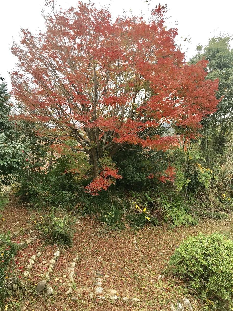 鳥羽山城