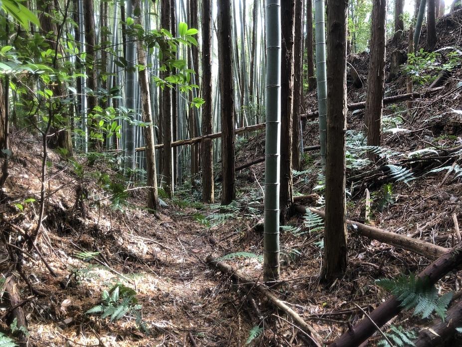 柏野城