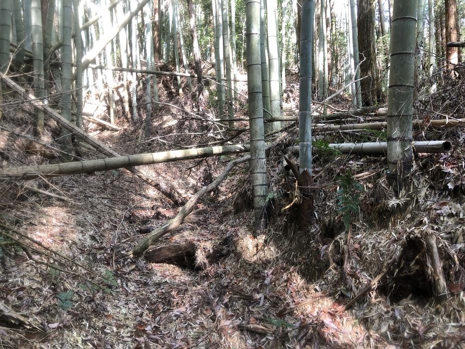 柏野城