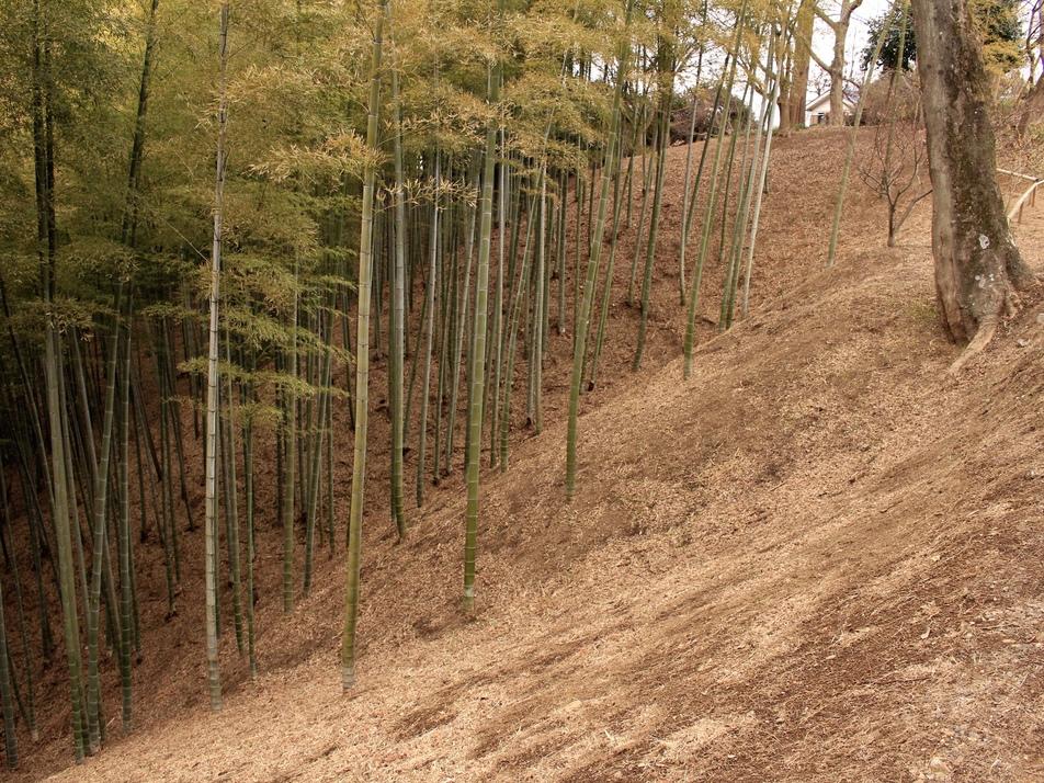 沢山城