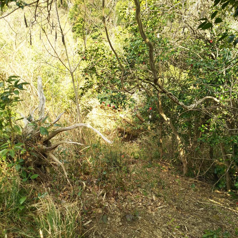 医王山城