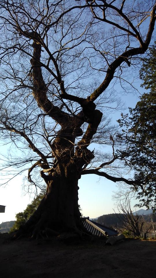 柿岡城