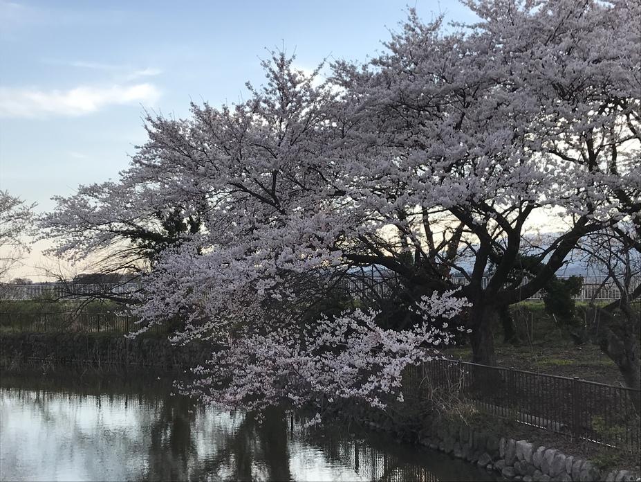 安田城