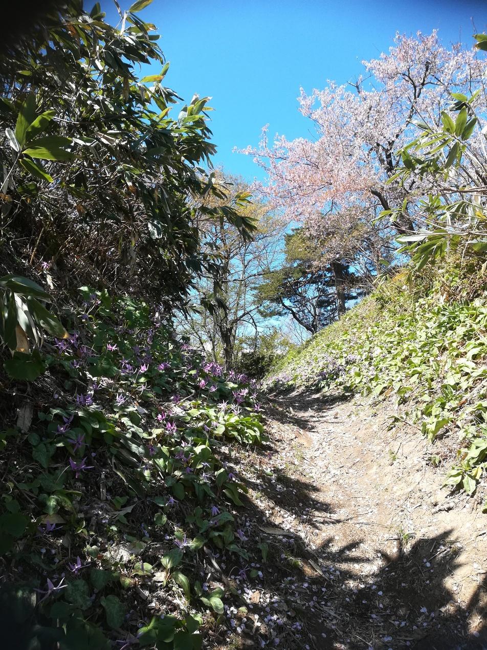鮫ヶ尾城