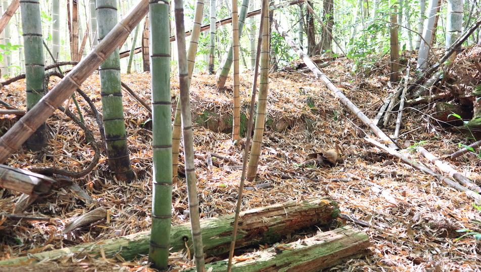 木原城
