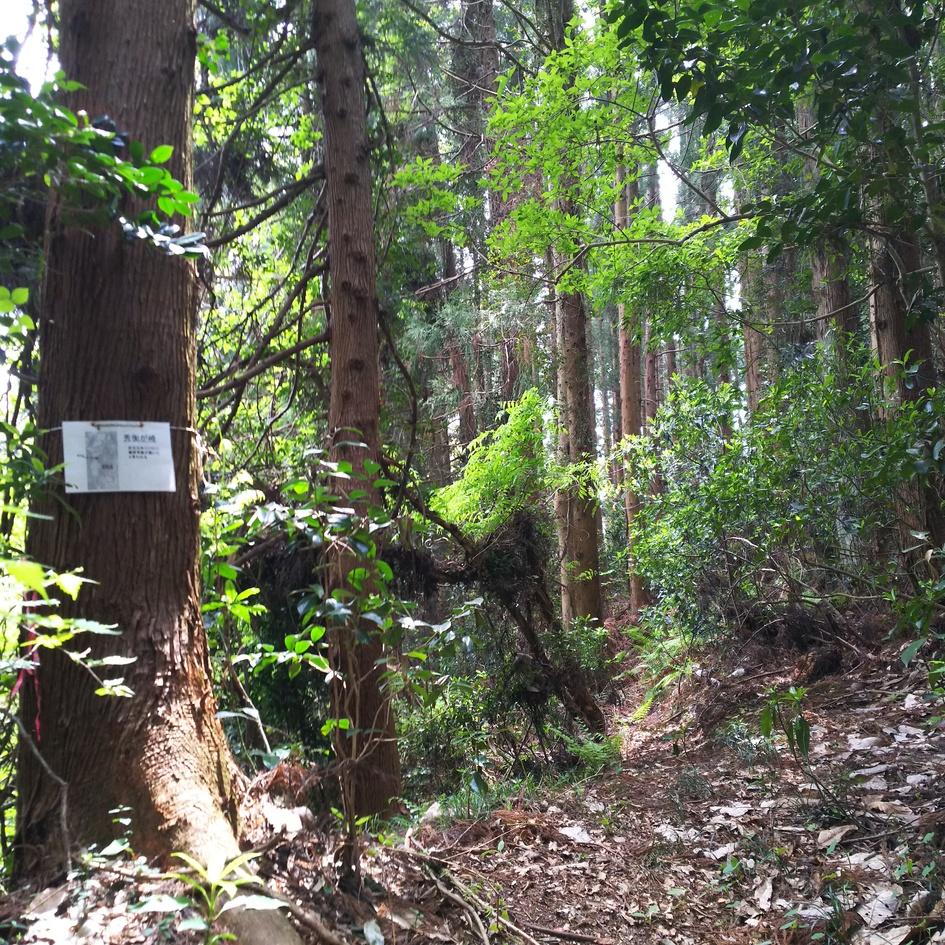高舘城